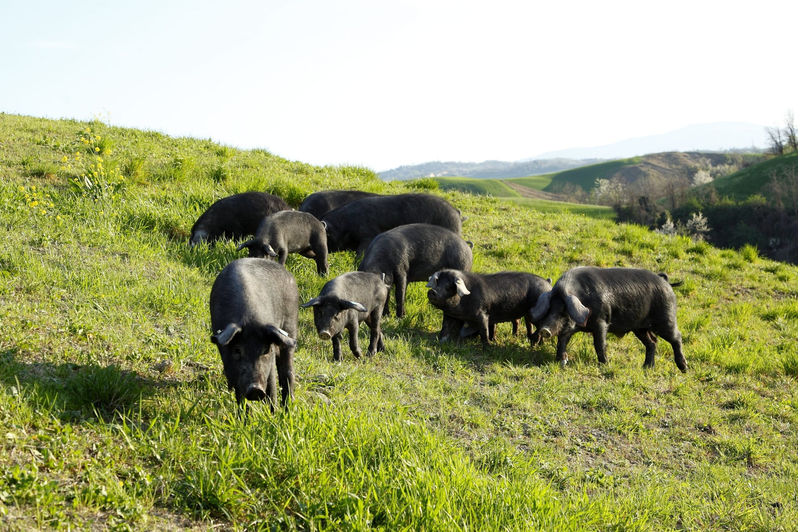 SUINO NERO 2 (1)-min